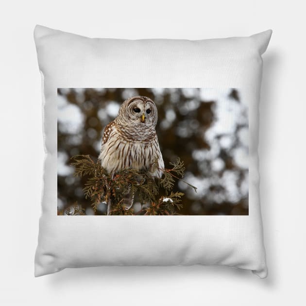 Barred Owl - Kanata Pillow by Jim Cumming