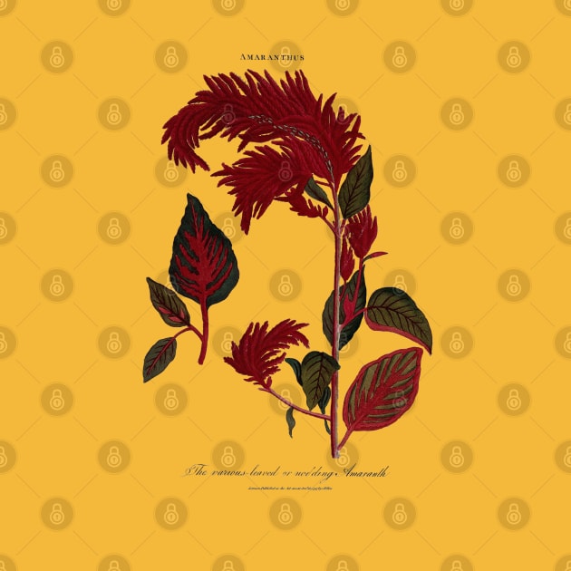 18th Century Amaranth Plant Illustration by Amaranthus Designs