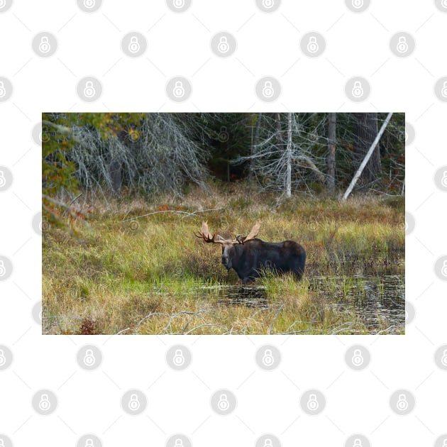 Bull Moose, Algonquin Park by Jim Cumming