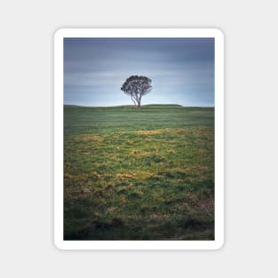 lone tree in the field Magnet