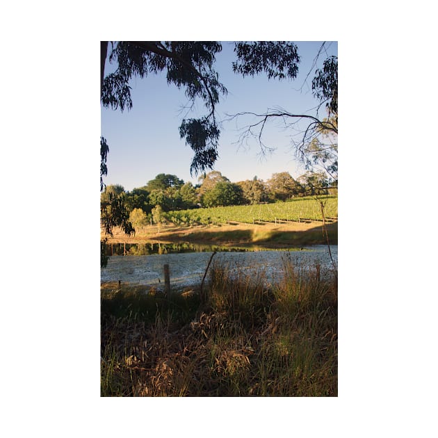 The Pinot Patch - Adelaide Hills - Fleurieu Peninsula - by South Australian artist Avril Thomas by MagpieSprings