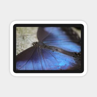 Blue Morpho Butterfly Magnet