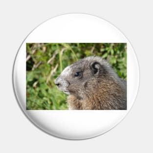 Young hoary marmot Pin