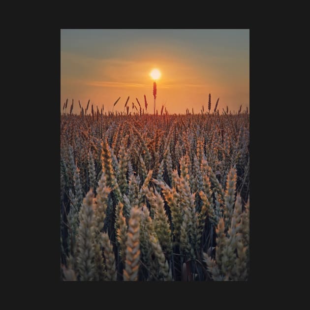 summer sun above the wheat field by psychoshadow