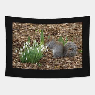 Grey squirrel and snow drops ..spring is here. Tapestry