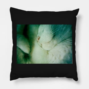 Snuggled Sleeping White Furball of Cat Pillow