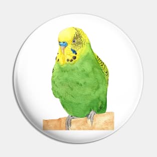 budgie bird parrot watercolor Pin