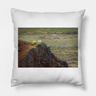 Dall Sheep on Hill Pillow