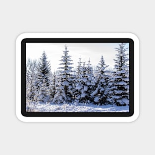 Christmas trees in the Snow Magnet