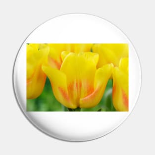 Tulipa  &#39;Ice Lolly&#39;  Tulip Pin