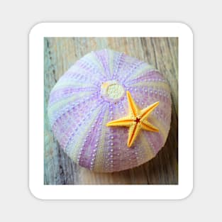 Purple Sea Urchin And Starfish Magnet