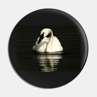 Trumpeter Swan - Out of Darkness Pin