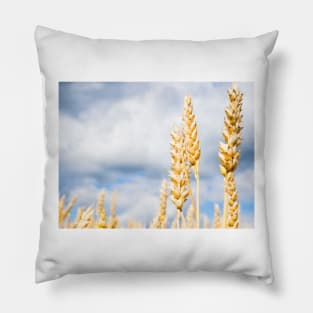 Wheat Pillow