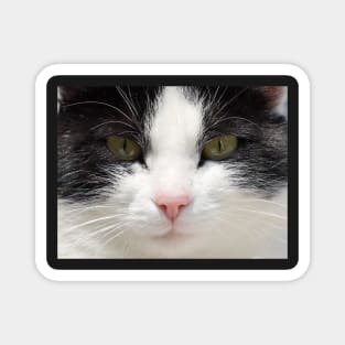 Black and White Cat Face, Gifts Cat Lovers Magnet