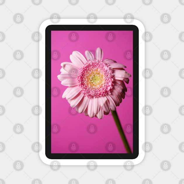 Pink flower on a pink background Magnet by Shadow3561