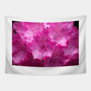 Purple rhododendron flower Tapestry