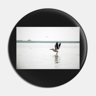 Landscape with white pelicans in Danube Delta, Romania, in a summer sunny day Pin