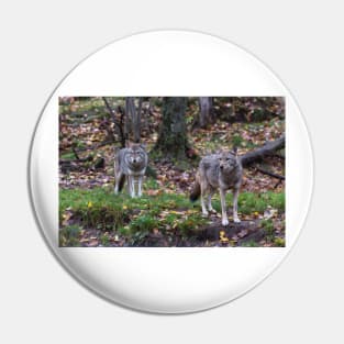 Pair of coyotes in a forest Pin