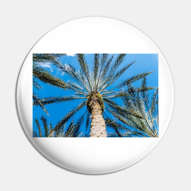 Palm tree looking up Pin by Russell102