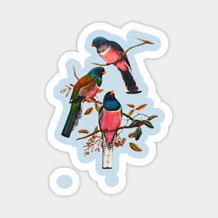 Birds on branch Magnet