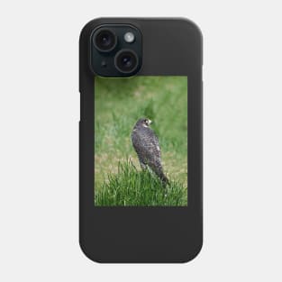 The Peregrine Falcon Phone Case