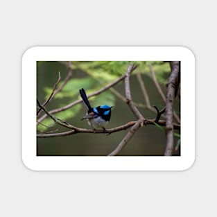 Superb Fairy Wren Magnet