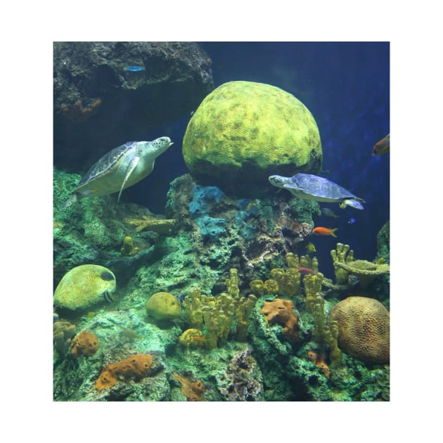 At the Water Fountain. Turtles, San Diego SeaWorld Aquarium 2011 by IgorPozdnyakov