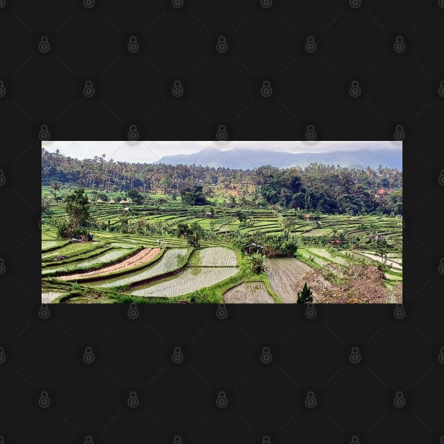 Rice fields, Amlapura, Bali, Indonesia by Kirkcov