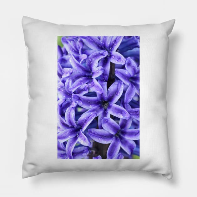 Hyacinthus orientalis  &#39;Blue Jacket&#39;   AGM  Hyacinth Pillow by chrisburrows