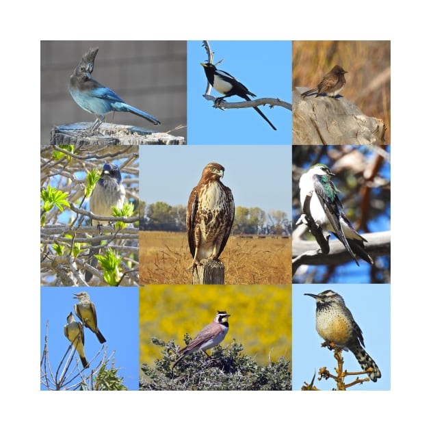 Wild Birds of California, wildlife, nature by sandyo2ly