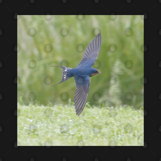 Barn Swallow in Flight by BirdsnStuff