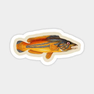 Vintage Tropical Fish Magnet