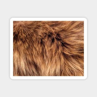 long Fur in brown Magnet