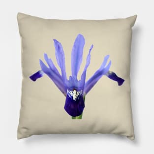 Iris &#39;Fabiola&#39; Reticulata Pillow