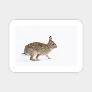 Easter Cottontail Magnet