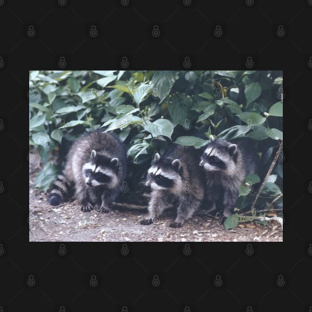 Baby Raccoons. by Canadaman99