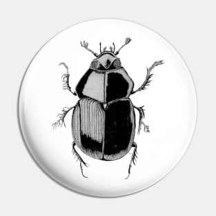 geotrupes stecorosus Pin