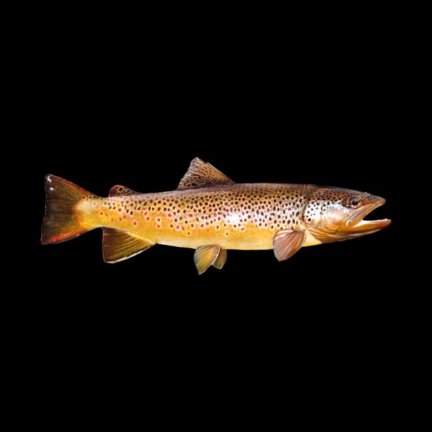 Brown Trout by fishindecals