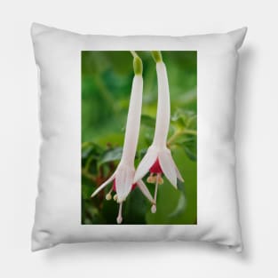 Fuchsia  'Roger de Cooker'  Triphylla Pillow