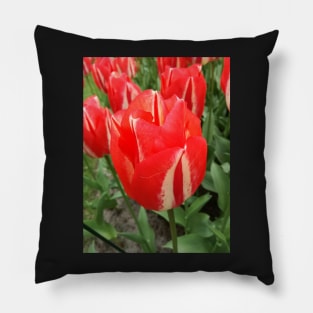 Red, in all its glory Pillow