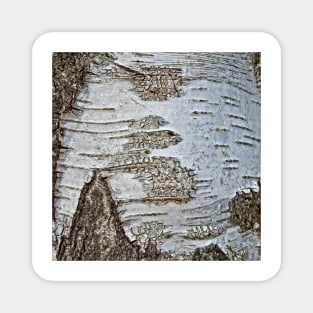 rustic scandinavian nature tree bark white birch Magnet