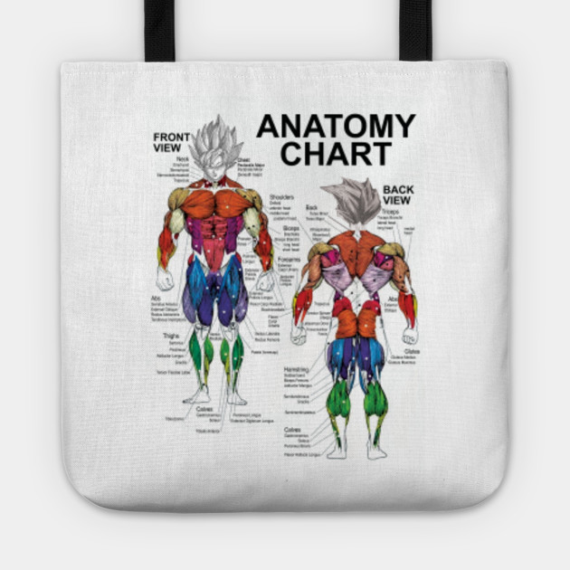 Anatomy Chart