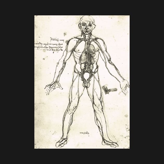 Anatomical figure of a man, to show the heart, lungs and main arteries.  Drawn by Leonardo Da Vinci, circa 1504-06 by artfromthepast