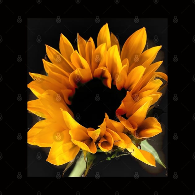 Sunflower by baksuart