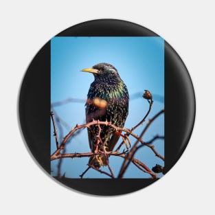 Common starling Pin