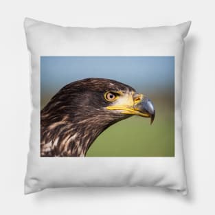 Close-up of an immature American bald eagle Pillow