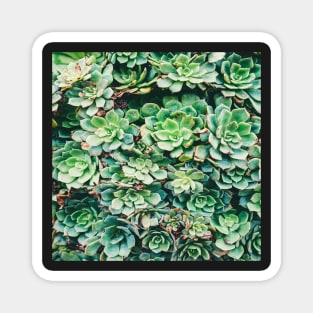 succulent garden Magnet