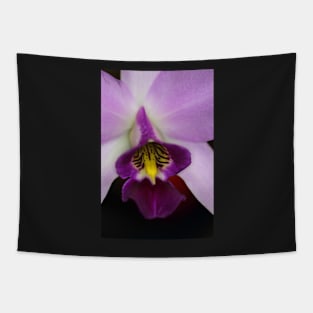 Pinky Purple Tapestry