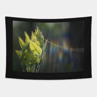 Fresh Green Leaves With Spiderweb Tapestry