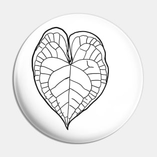 Anthurium clarinervium Pin